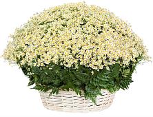 Цветочная композиция из Ромашки в корзине #REPLACE_PRED# Карымском
